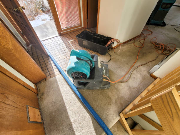 Best Water damage cleanup near me  in Pequot Lakes, MN