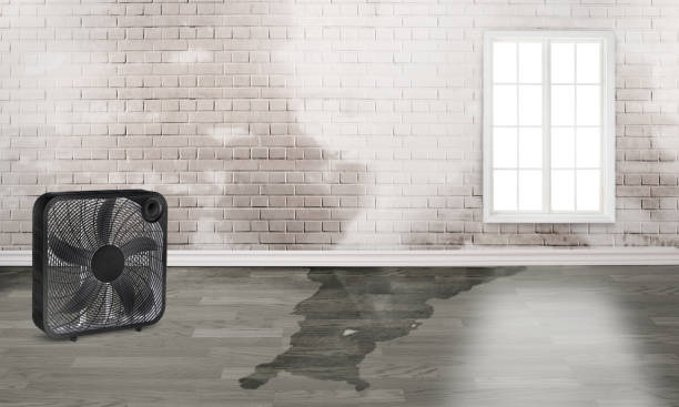 Best Commercial water damage restoration  in Pequot Lakes, MN